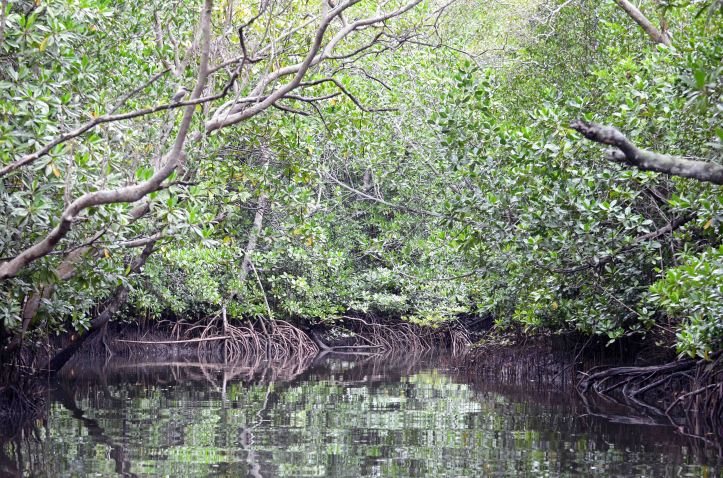 Mangrove creek with Great-billed kingfisher on a branch 