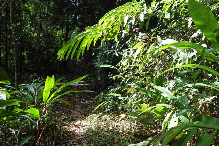 Path through the forest in Doi Sutep-Pui National Park