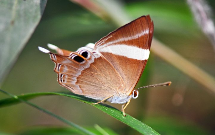 The Tailed Judy (Abisara neophron chelina) 