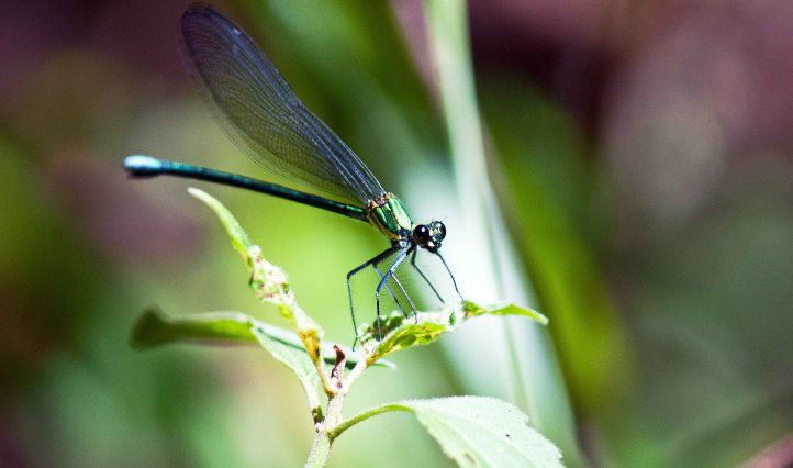 Damselfly  (Vestalaria smaragdina)