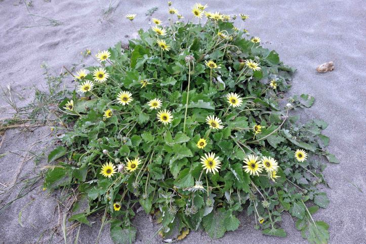 Arctotheca calendula clump on the beach at Morouzos, Ria Ortigueira, Galicia.