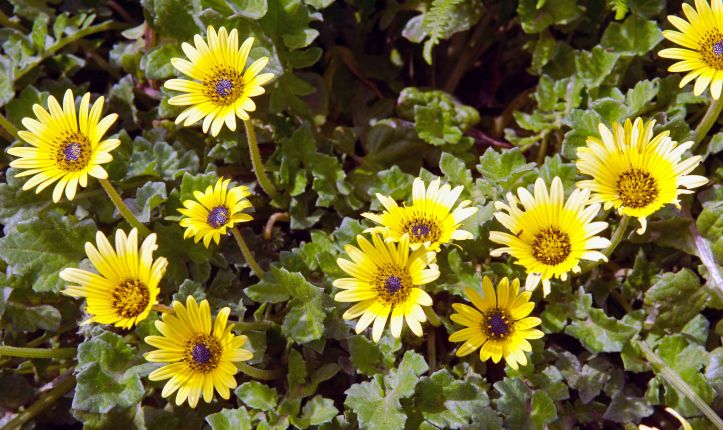 Arctotheca calendula flowers, Galicia, Spain.