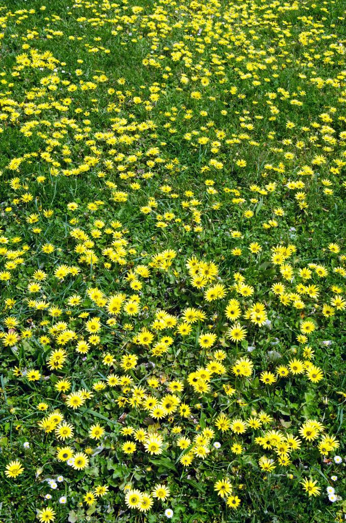 A field of Arctotheca calendula flowers growing near Cabo de Bares, Galicia, Spain.