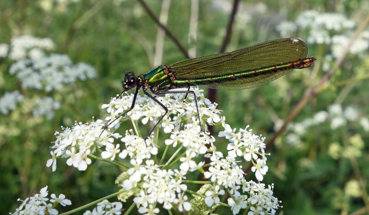 Banded demoiselle (Calopteryx splendens) female
