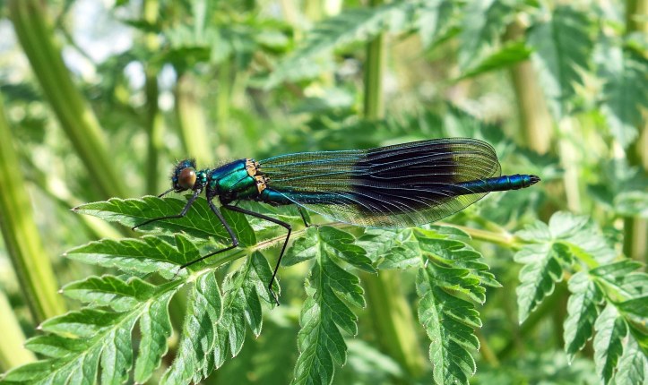 Banded demoiselle (Calopteryx splendens) immature male