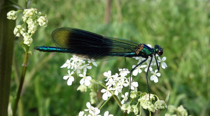 Banded demoiselle (Calopteryx splendens) male