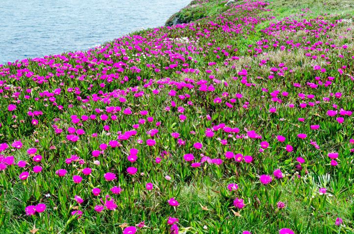 Carpobrotus edulis in Galicia (Cabo de Bares)_edited-1