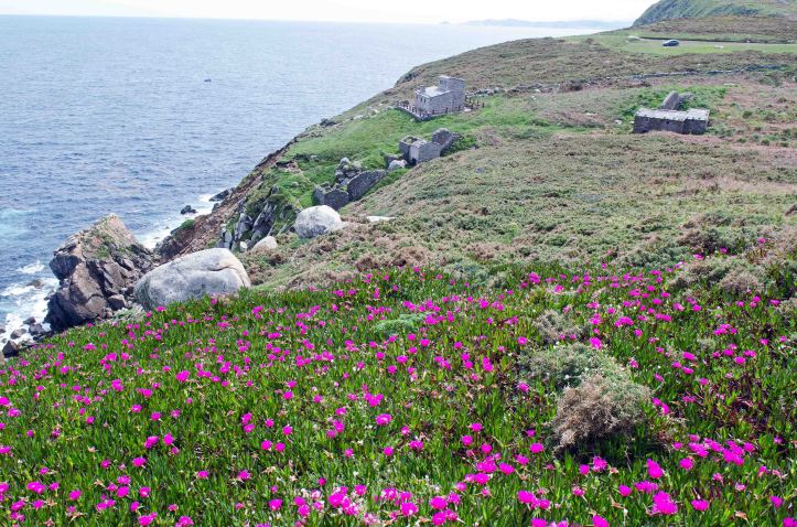 Carpobrotus edulis in Galicia (Punta de Estaca de Bares)