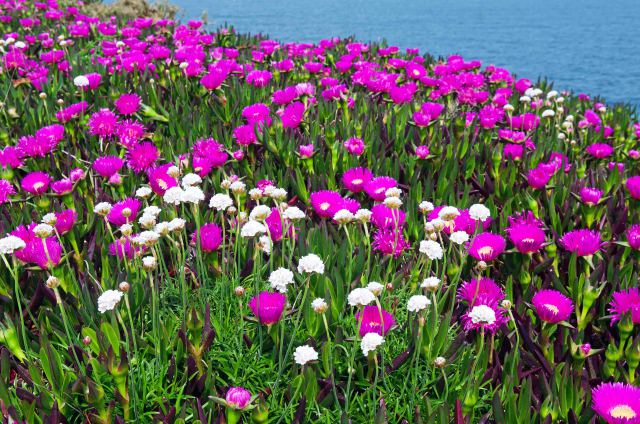 Carpobrotus edulis surrounding sea pinks in Galicia (Cabo de Bares)