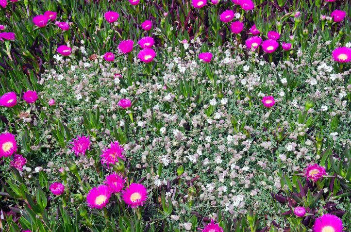 Carpobrotus edulis surrounding Silene vulgaris (Cabo de Bares)
