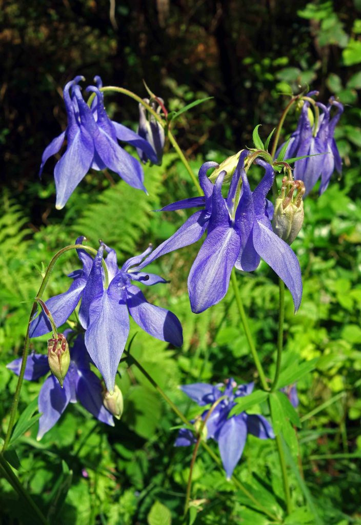  Common columbine (Aquilegia vulgaris L) 