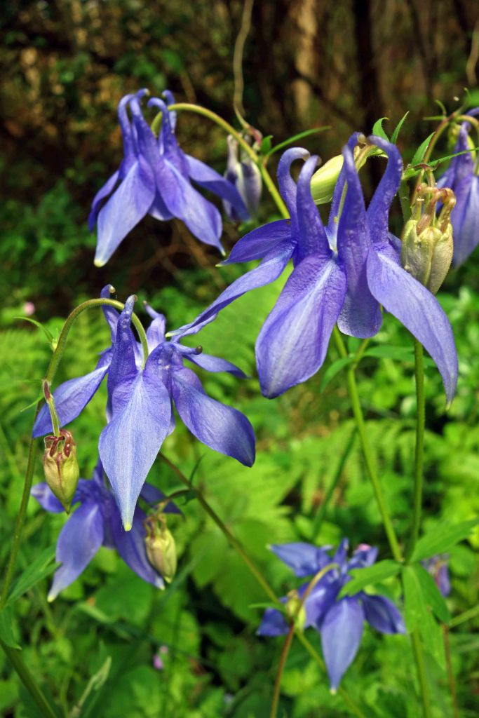 Common columbine (Aquilegia vulgaris L) in Galicia, Spain