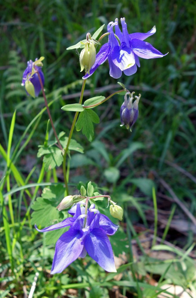  Common columbine (Aquilegia vulgaris L.)