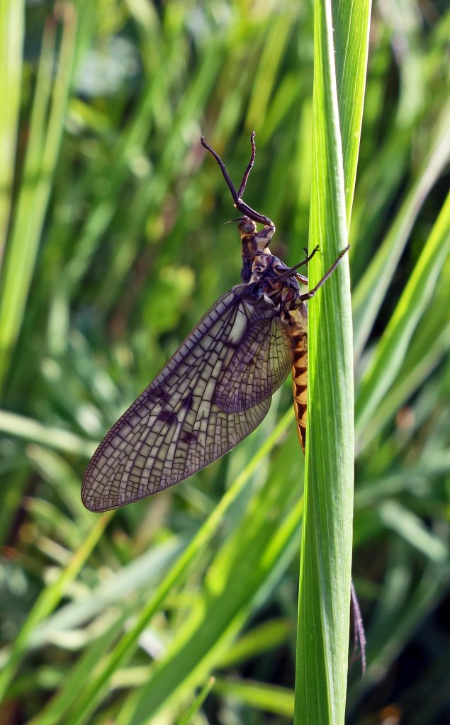 Mayfly (Ephemera vulgata) adult, R Ouse Beds 