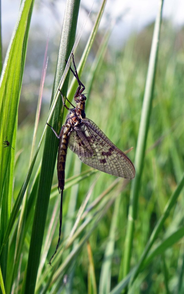 Mayfly (Ephemera vulgata) imago R Ouse, Beds
