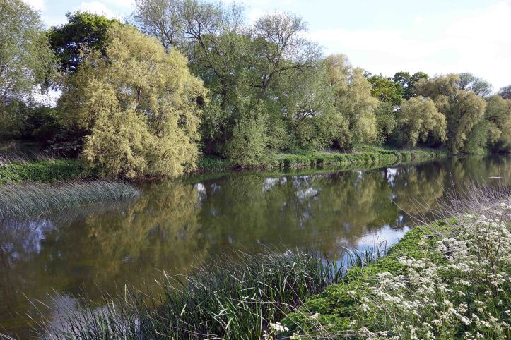 River bank of the Great Ouse, near Felmersham, Beds, on 13th May 2015.