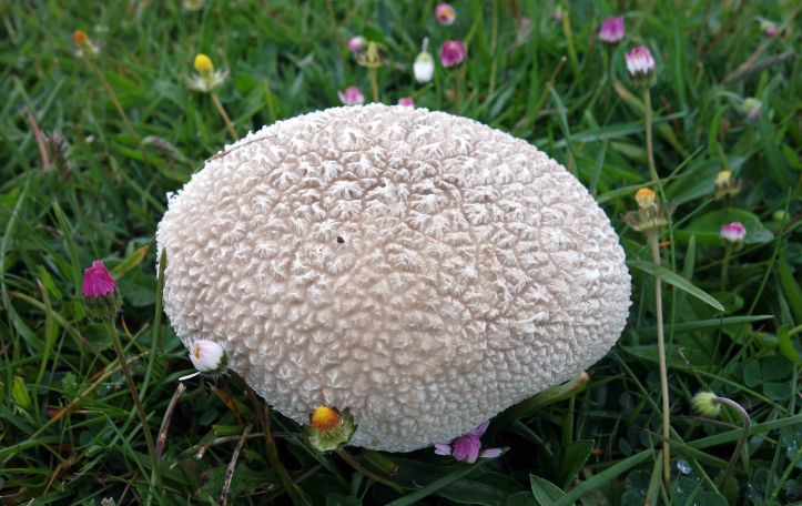 Mosaic Puffball (Handkea utriformis)