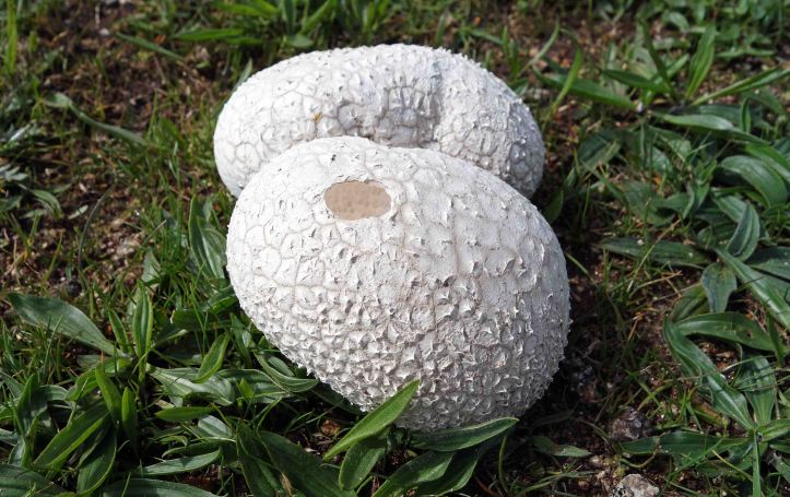 Mosaic Puffballs (Handkea utriformis)