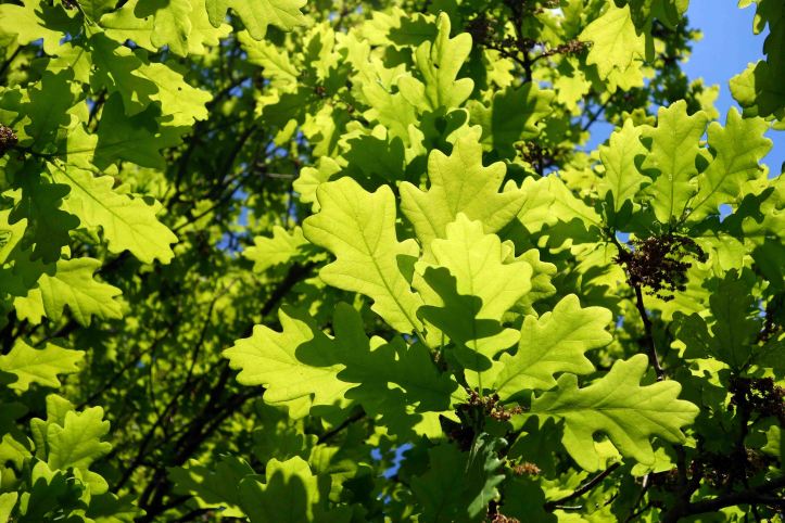 New oak leaves