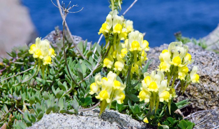Prostrate toadflax (Linaria supina subsp. maritima), Galicia, Spain