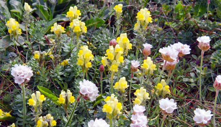 Prostrate Toadflax (Linaria supina subsp. martima) and sea pinks