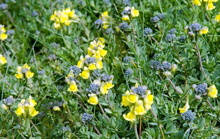 Prostrate Toadflax (Linaria supina subsp. maritima) partially opened in late April