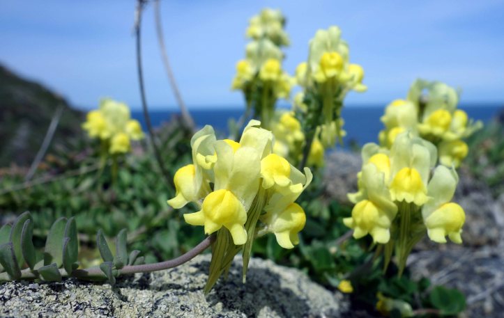 Prostrate Toadflax (Linaria supina subsp. maritima) in decumbent mode