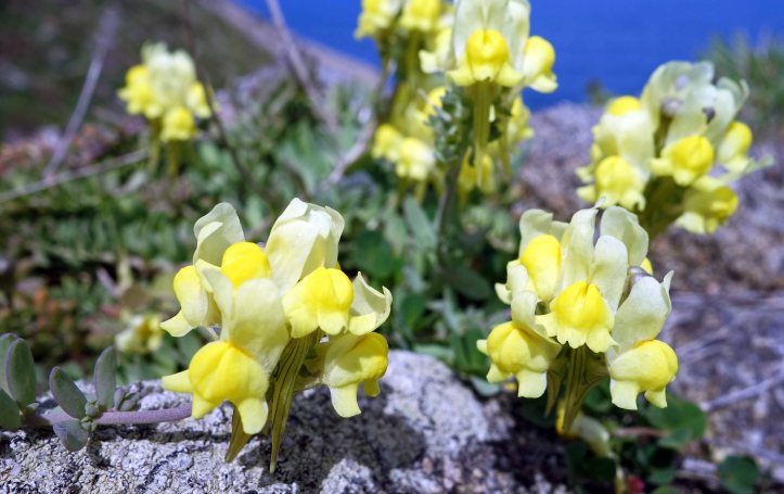 Prostrate Toadflax (Linaria supina subsp. maritima)