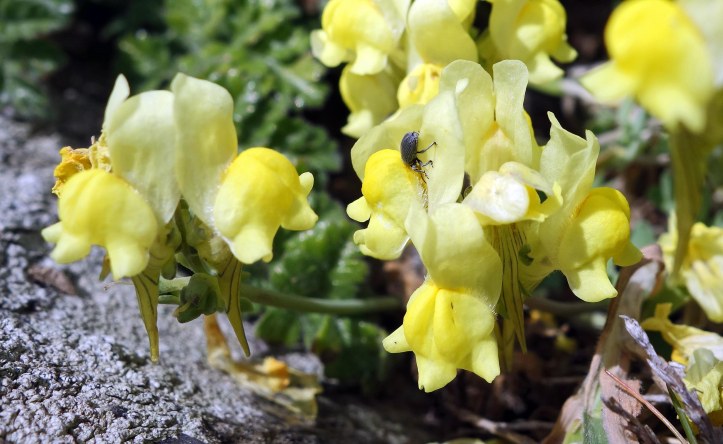 Rhinusa antirrhini on Linaria maritima