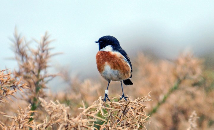 Stonechat (Saxicola rubicola rubicola) breeding male with ring (Cabo de Bares, Galicia, NW Spain) early April