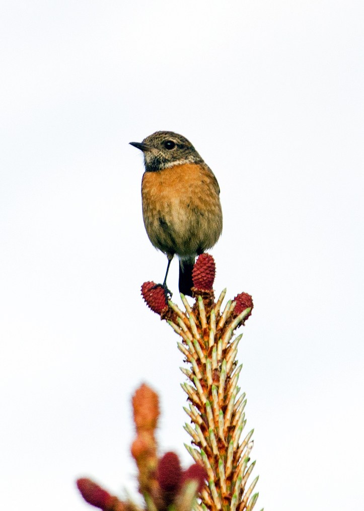 Stonechat (Saxicola rubicola rubicola) adult female in late April in Spain. Note the 'dark throat and white neck patches set off against a dull orange-toned breast' (Ref. 9)