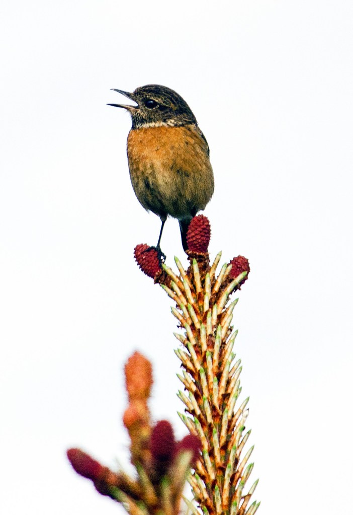 Stonechat (Saxicola rubicola rubicola) adult female in late April in Spain. Note the 'dark throat and white neck patches set off against a dull orange-toned breast' (Ref. 9)