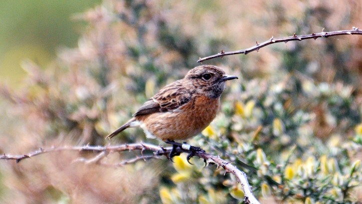Stonechat (Saxicola rubicola rubicola) adult female in early April, Galicia, Spain. Note dark throat which can darker as the spring progress according to Ref . 9.