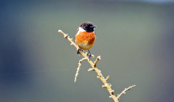 Stonechat (Saxicola rubicola rubicola) adult male in early April in Galicia, Spain