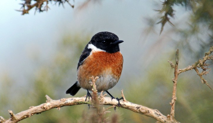 Common Stonechat (Saxicola rubicola rubicola) adult male in early March in NW Spain (Galicia)