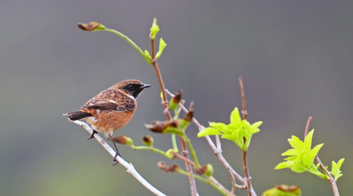 Stonechat (Saxicola rubicola rubicola) adult male non-breeding plumage, in mid Oct in Galicia, Spain