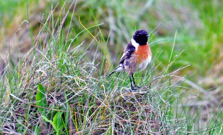 Stonechat (Saxicola rubicola rubicola) adult male on the ground in Galicia, Spain. Note broad white neck patch and white extending up the breast.