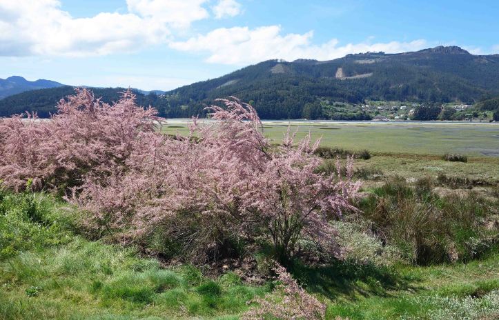 Tamarisk shrub flowering in late April in Galicia, Spain.