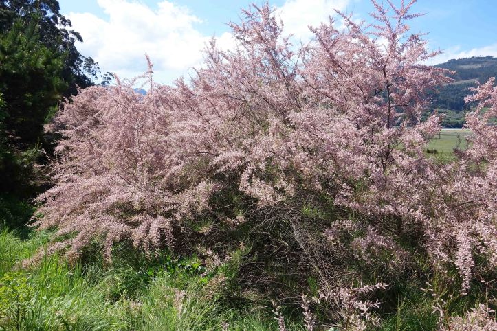Tamarisk (Tamarix gallica) in flower in late April in Galicia, Spain