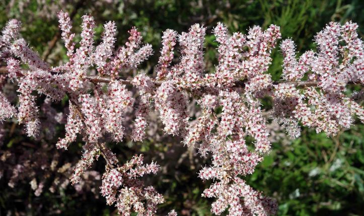 Tamarisk (Tamarix gallica) flowers in late April
