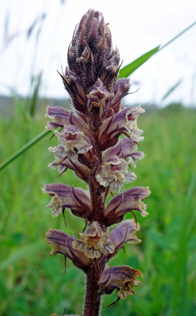 Thyme broomrape (Orobanche alba) in NW Spain in late April
