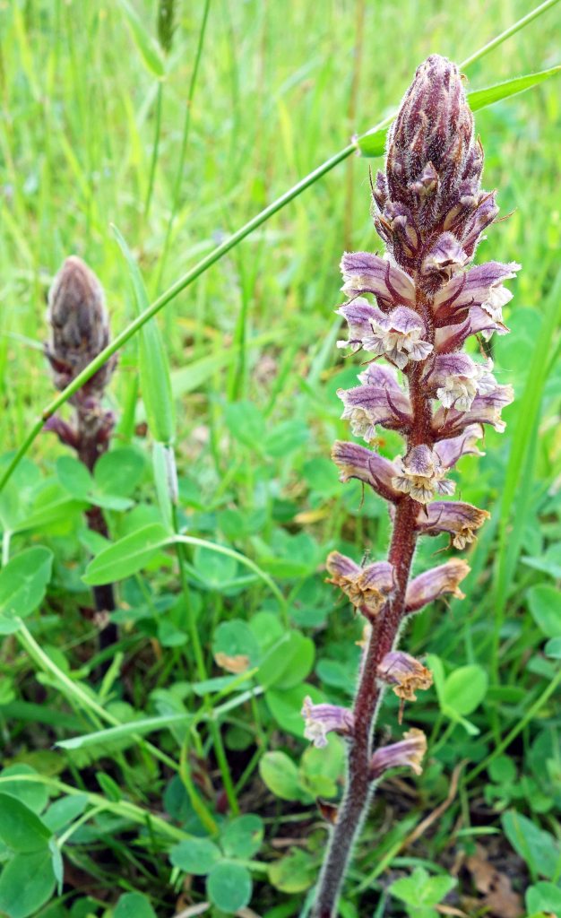 Thyme broomrape (Orobanche alba) in NW Spain in late April