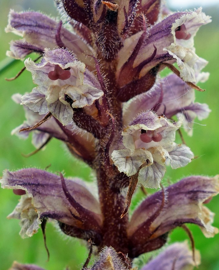 Thyme broomrape (Orobanche alba) with glandular hairs and bi-lobed red stigmas