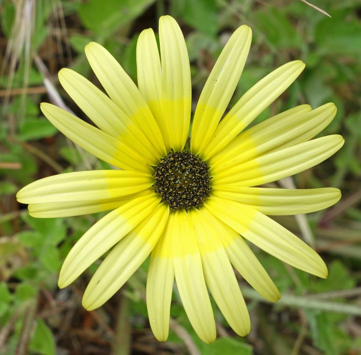 Arctotheca calendula flower
