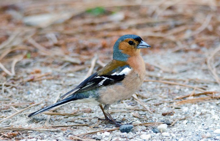 Chaffinch (Iberian) ( Fringilla coelebs balearica) in Galicia