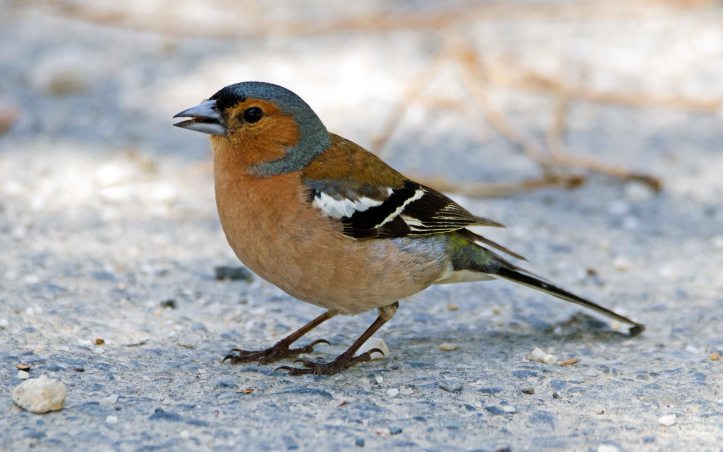 Chaffinch (Iberian) ( Fringilla coelebs balearica) male in Galicia