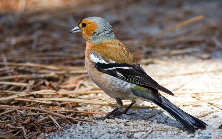 Chaffinch (Iberian) ( Fringilla coelebs balearica) male in Galicia