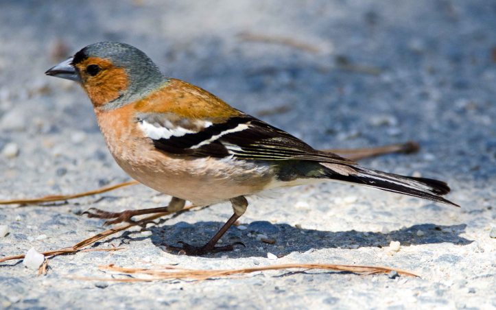 Chaffinch (Iberian) ( Fringilla coelebs balearica) male in Galicia