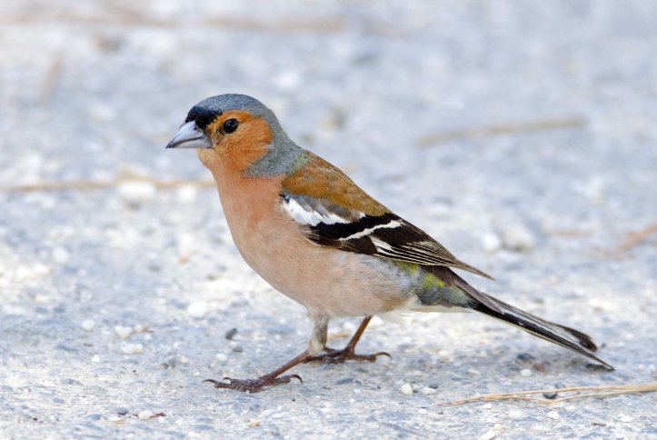 Chaffinch (Iberian) ( Fringilla coelebs balearica) male in Galicia