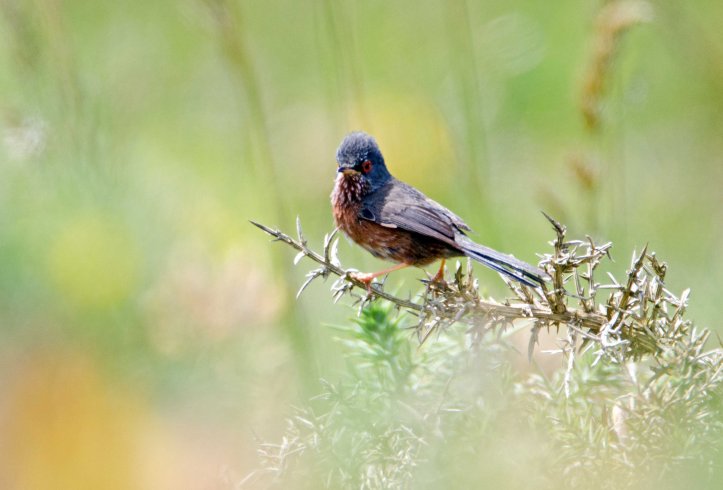  Dartford warbler (Sylvia undata) male with crown, late May 